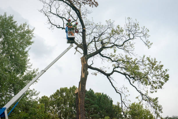 Best Tree Removal  in Franklin Lakes, NJ